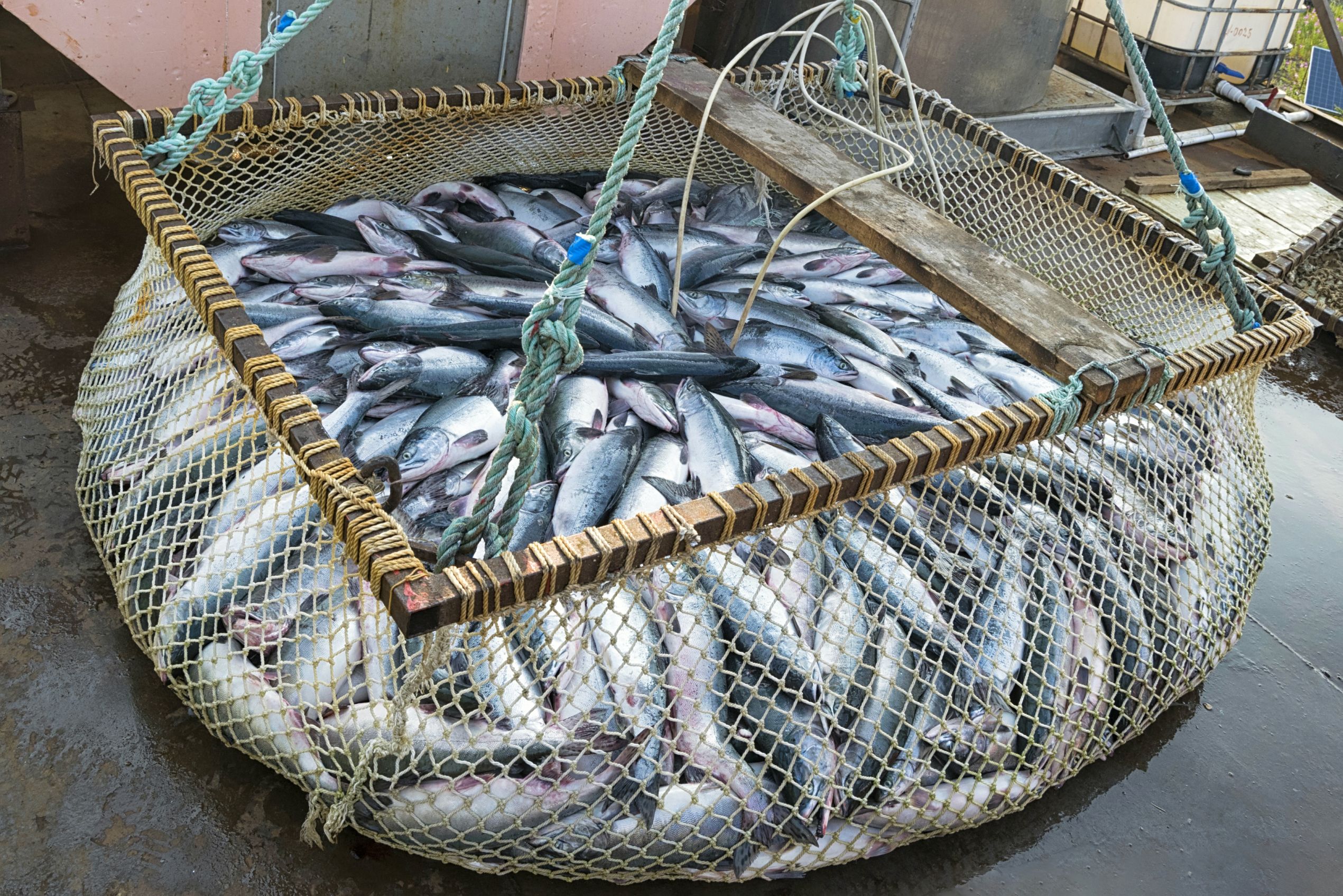 Cвыше 800 тысяч тонн рыбы поймали в Приморье