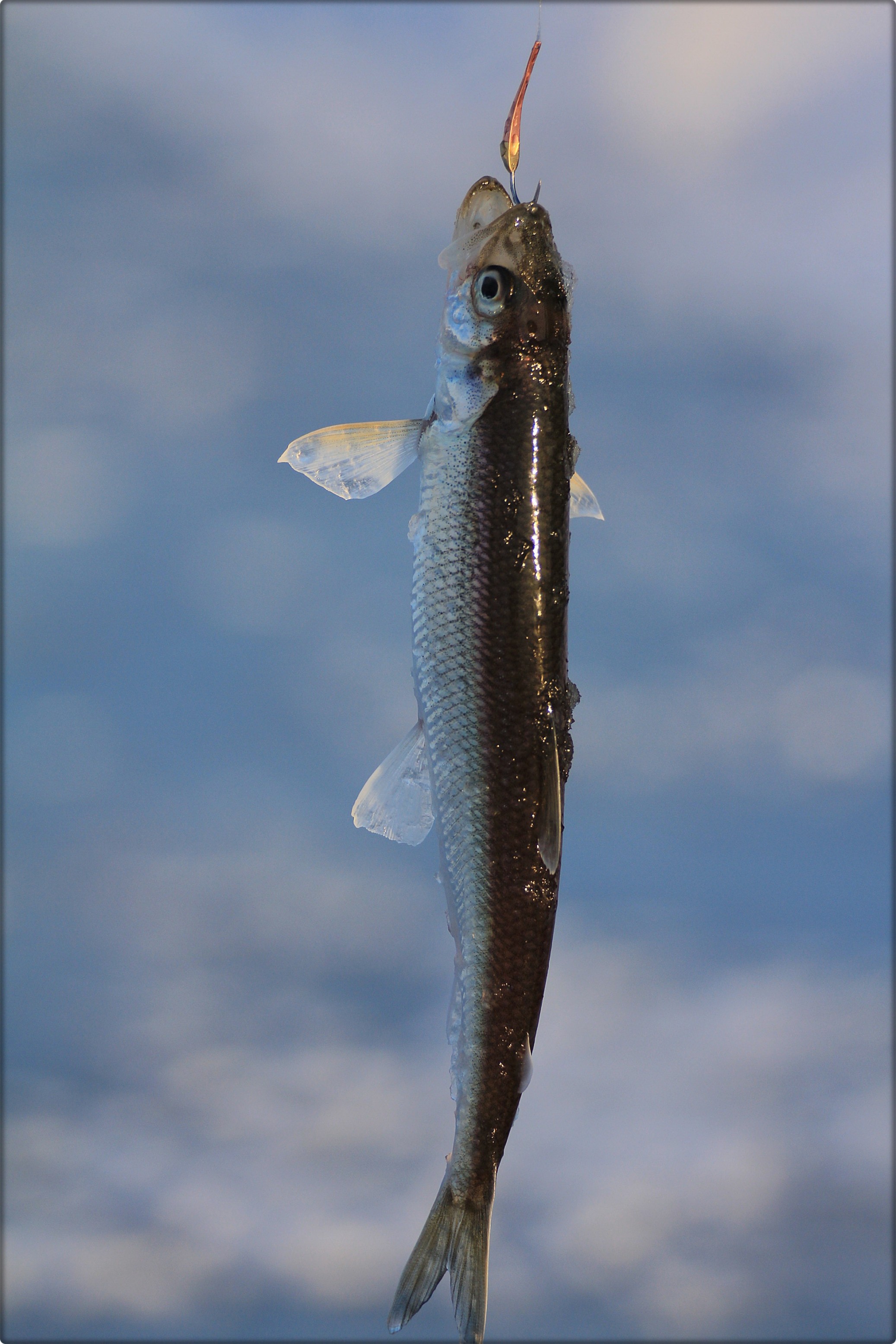​Обзор рыбалки: «Клёвые» места на 12.12. 2015г.