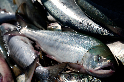 Ловить рыбу запретили на Чукотке
