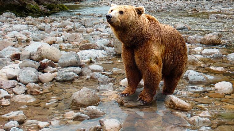 Медведь нанес увечья рыбаку на Камчатке