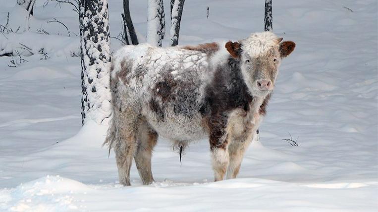 Якутский феномен: бычок ушел из теплого коровника зимовать в лес