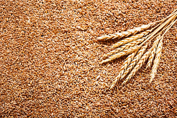 Правительство поддержит производителей зерна в ДФО 