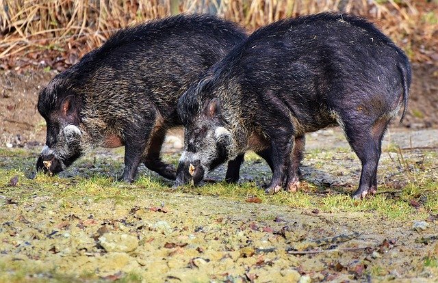 Shoot wild boars due to ASF virus going in Primorye