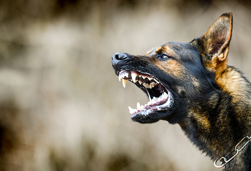 Режим повышенной готовности для защиты от собак ввели в границах Читы