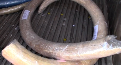 Illegal export of mammoth tusks was stopped in the Amur region