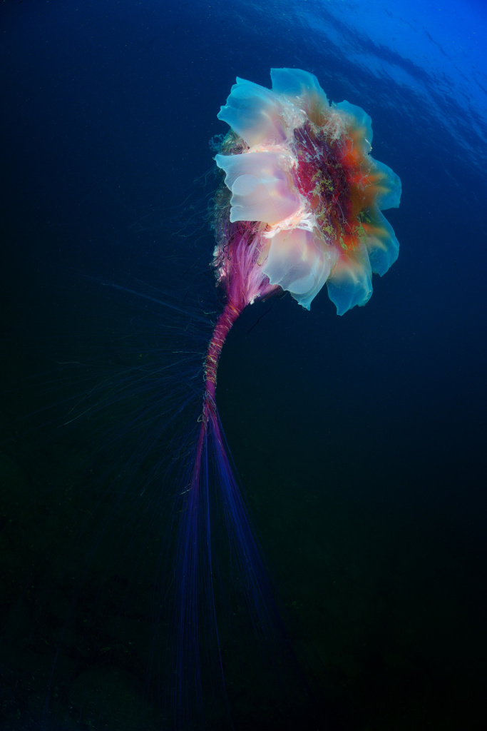 podvodnyy_mir_Андрей Шпатак, фото Подводный цветок медузы, бухта Рудная, Приморский край.jpg