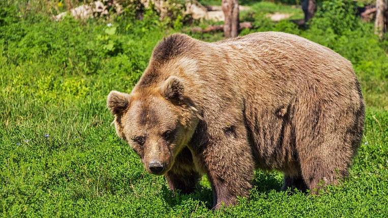 Медведь три часа не отпускал туристов на Байкале