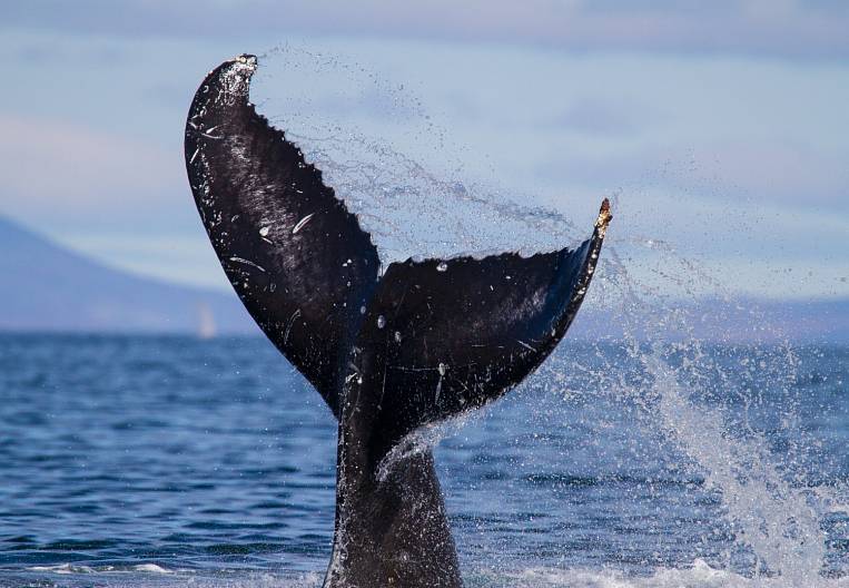 Услышать дыхание китов