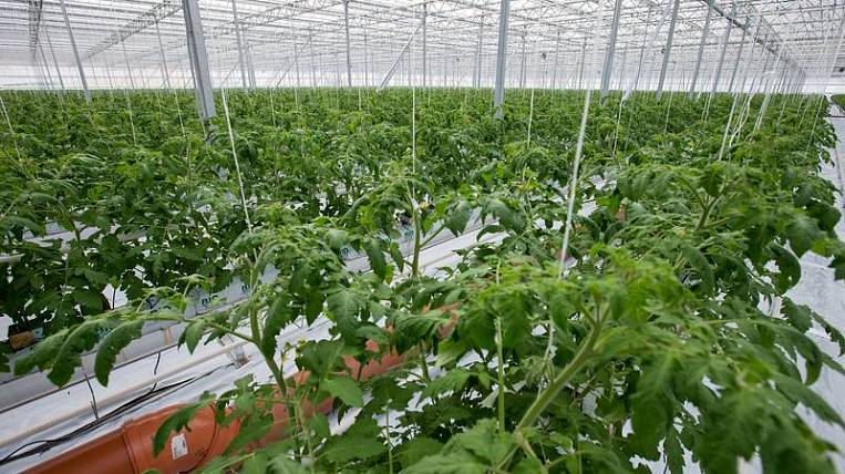 Self-sufficiency in vegetables on Sakhalin is one of the highest in the country