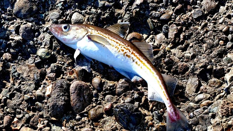Рыба корюшка: польза и вред, среда обитания, приготовление - manikyrsha.ru