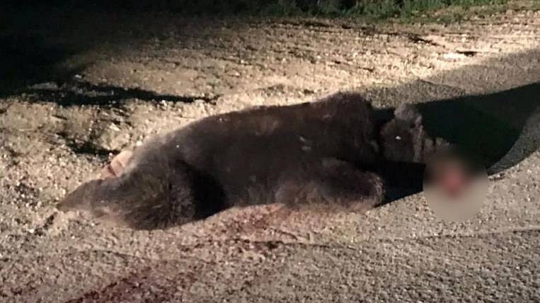 Медведя застрелили в центре города в Приморье