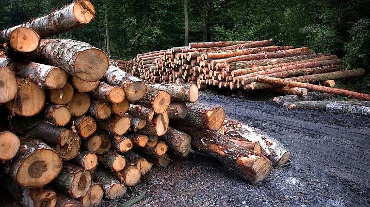 In November, the damage from illegal logging exceeded 8 million rubles in the Amur region