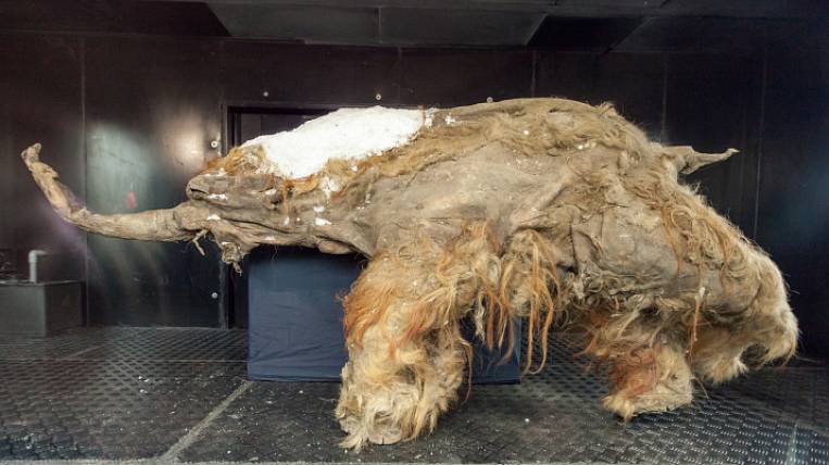 Ученые установили пол якутского мамонтенка Юки