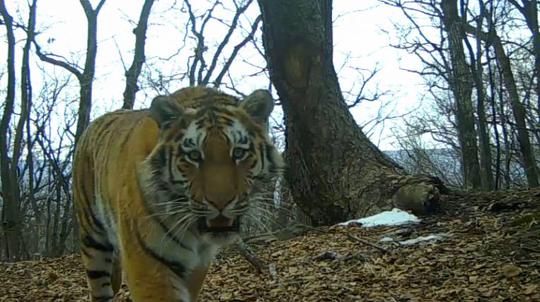 Criminal case on illegal tiger hunting opened in Primorye