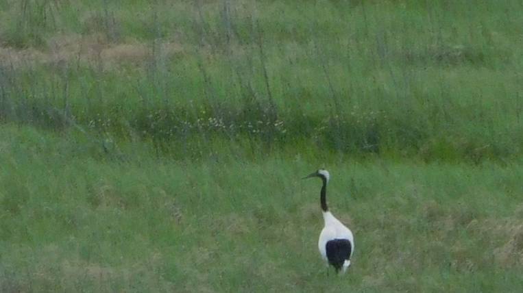 Japanese crane found in a reserve in Transbaikalia