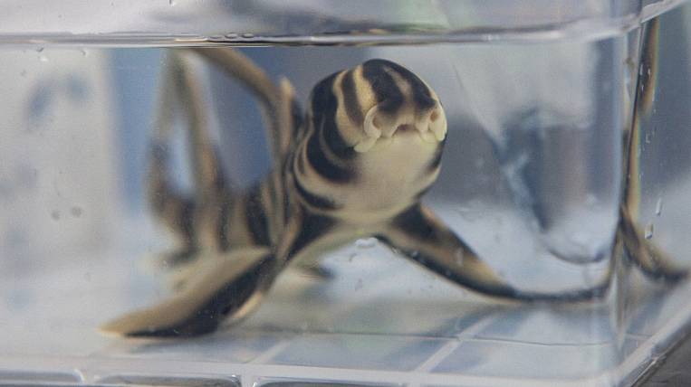 Впервые в России биологи Приморья получили потомство древней акулы